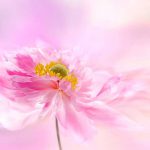 LA PIVOINE IMPÉRIALE POUR UNE ACTION BONNE MINE