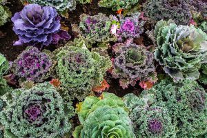 LE KALE, LE LÉGUME STAR DE NOTRE SALLE DE BAIN !
