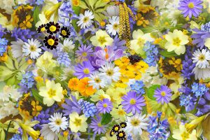 CES PLANTES QUI PEUVENT SAUVER NOTRE PEAU…