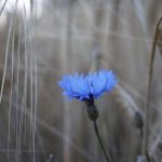 L’EAU FLORALE DE BLEUET, POUR UNE PEAU TOUJOURS PLUS BELLE !
