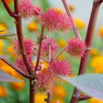 L’HUILE DE RICIN, L’HYDRATANT NATUREL POUR VOTRE PEAU