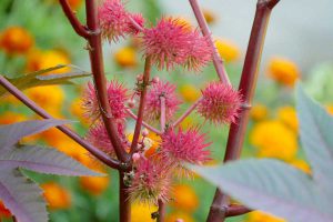 L’HUILE DE RICIN, L’HYDRATANT NATUREL POUR VOTRE PEAU
