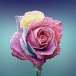 ACTIF ANTI-ÂGE : FRAÎCHE COMME UNE ROSE !
