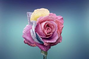 ACTIF ANTI-ÂGE : FRAÎCHE COMME UNE ROSE !