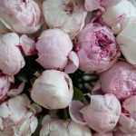 collection of beautiful flowers peony rose jasmine iris orange blossom skincare flat lay