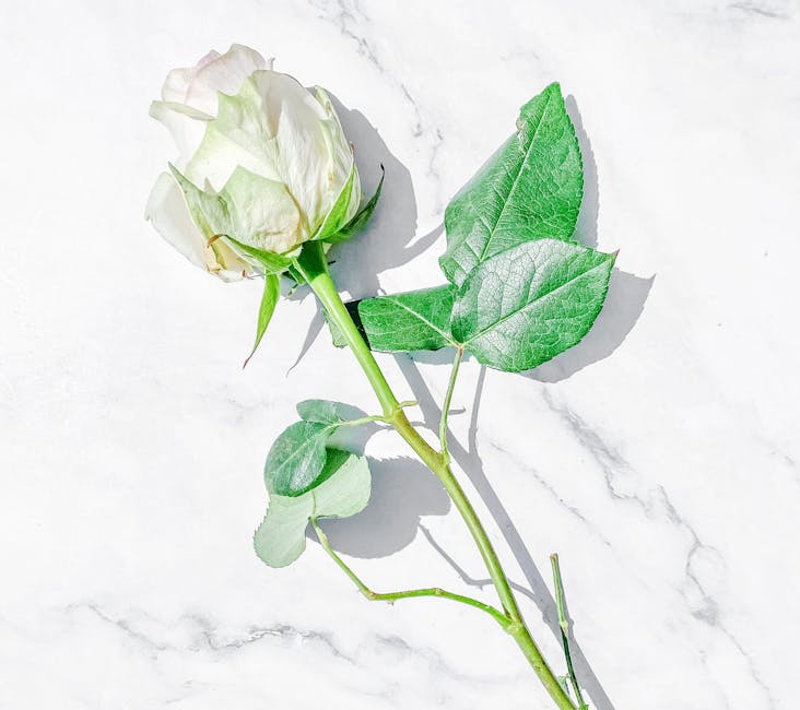 5 fleurs aux vertus beauté exceptionnelles pour sublimer votre peau close up five flowers peony iris jasmine rose orange blossom white marble