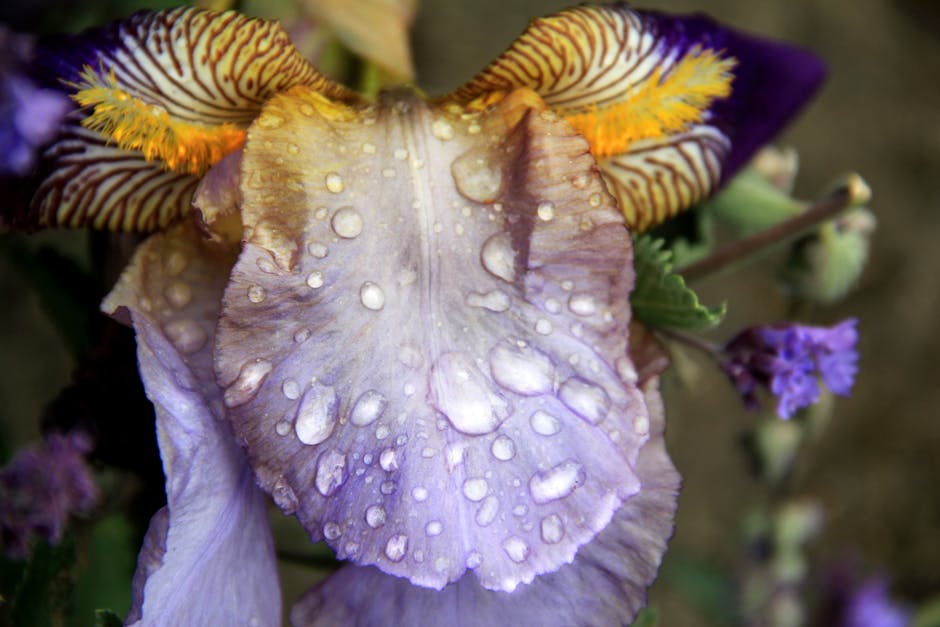 5 fleurs aux vertus beauté exceptionnelles pour sublimer votre peau purple iris flower water droplets macro photography