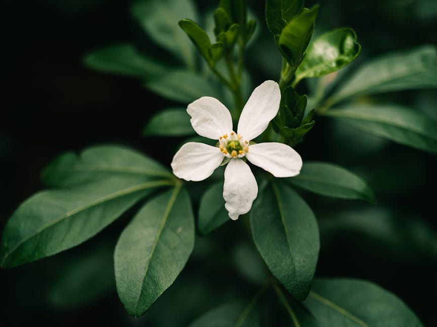 5 fleurs aux vertus beauté exceptionnelles pour sublimer votre peau orange blossom white flowers green leaves natural beauty