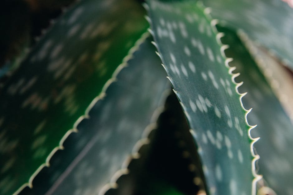 5 soins maison pour réparer des lèvres gercées et abîmées aloe vera gel leaf skincare natural remedy