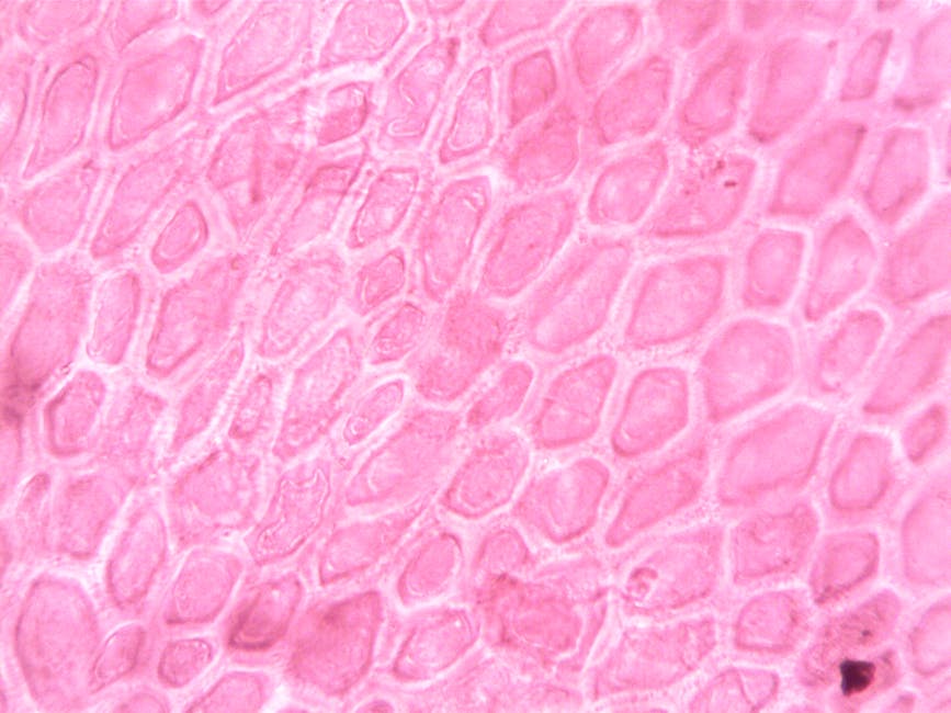 Masque de grossesse : comment le prévenir et le prendre en charge ? melanin skin cells biology illustration close up