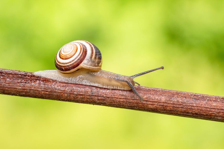 Actifs étranges mais efficaces : bave d'escargot, venin de serpent et autres ingrédients surprenants en cosmétique snail slime skincare natural ingredient close up
