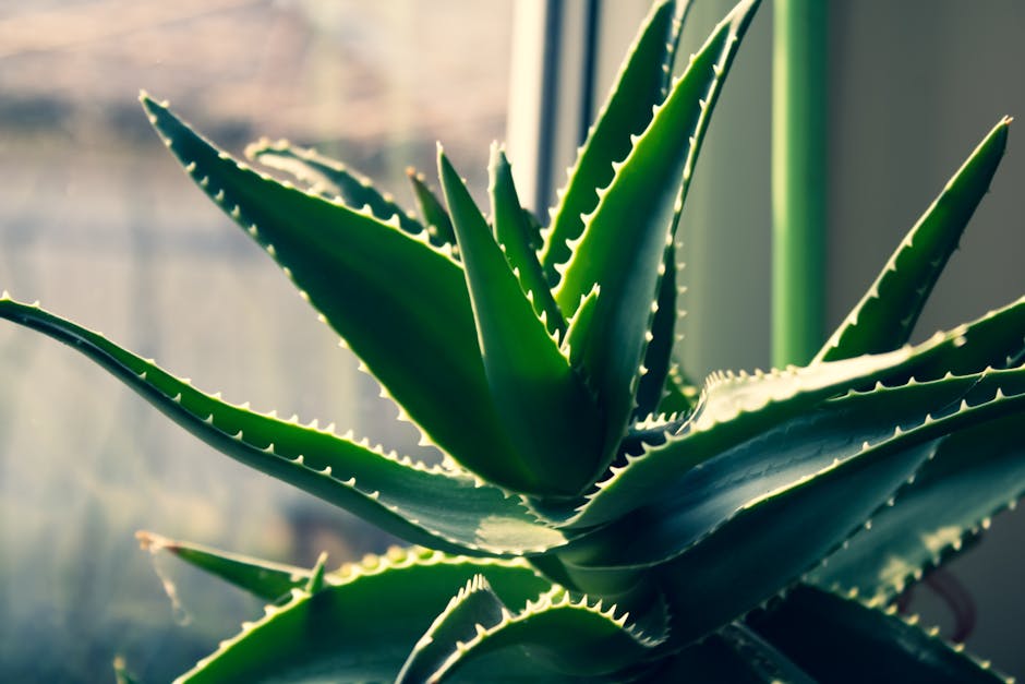 Plantes et peau : 12 actifs botaniques pour une routine beauté naturelle natural herbs vervain linden flowers and aloe vera on wooden table beauty