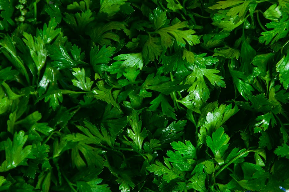 Cure détox : les 5 légumes les plus efficaces pour purifier l'organisme fresh flat leaf parsley bunch rustic background