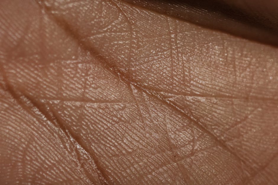 D'où vient la cellulite ? Comprendre la peau d'orange pour mieux agir skin cross section anatomy dermis hypodermis collagen fibers