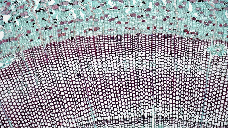 Densité et fermeté de la peau : comprendre leurs différences pour mieux agir skin layers collagen fibers microscopic illustration aging