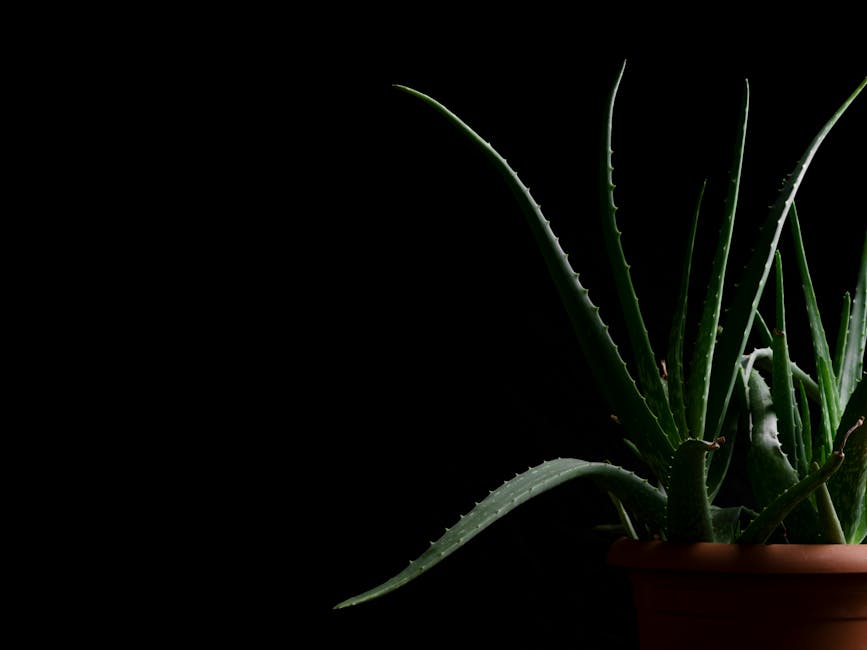 Eczéma et peau atopique : solutions naturelles et médicales pour apaiser les poussées assorted medicinal herbs aloe vera turmeric plantain leaves wooden table