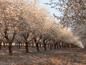 Huile d'amande douce : le soin naturel idéal pour les peaux irritées et sèches sweet almond oil skincare natural beauty landscape