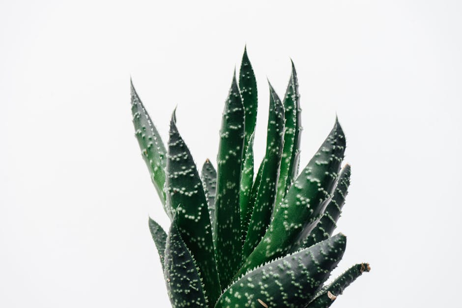 Après-soleil : pourquoi c'est indispensable et comment bien l'utiliser close-up ingredients aloe vera panthenol hyaluronic acid cosmetic skincare