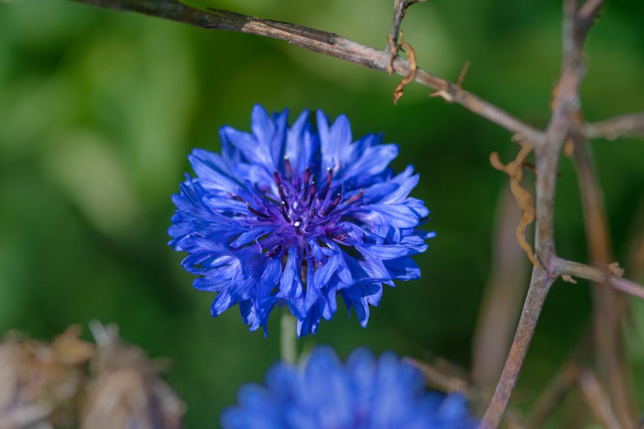 Eau florale de bleuet : bienfaits pour la peau et les yeux fatigués cornflower blue wildflower field close up