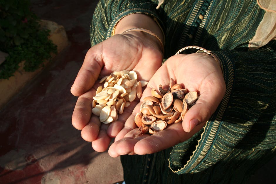 Huile d'argan en hiver : bienfaits, utilisation et conseils pour une peau douce malgré le froid argan nuts Morocco kernels natural skincare ingredients