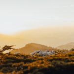 carrot oil natural skincare beauty routine golden glow landscape