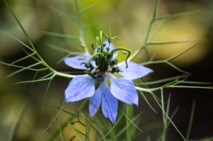 Huile de nigelle : bienfaits, utilisations et précautions pour la peau nigella sativa black seed oil beauty skincare natural landscape