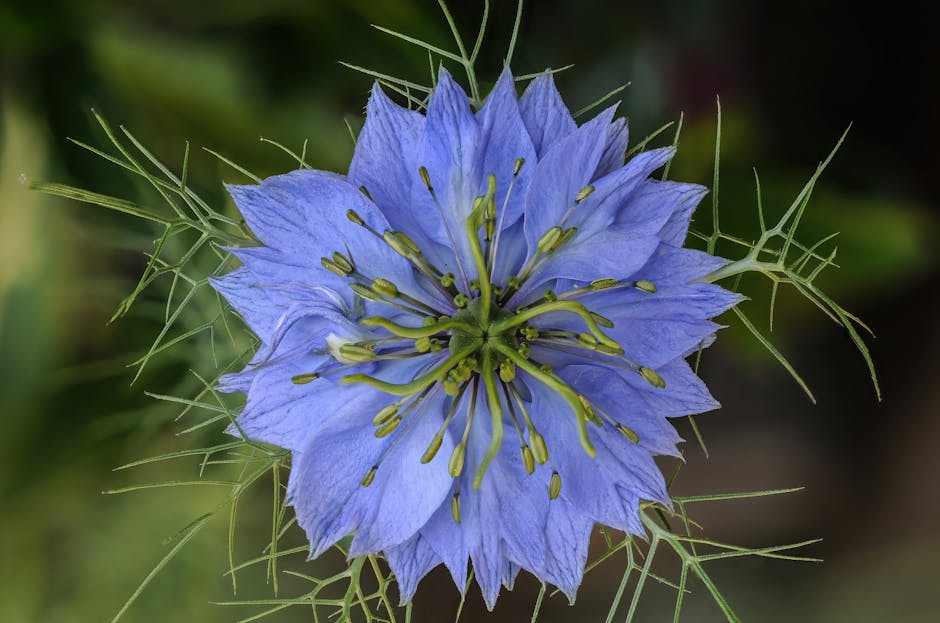 Huile de nigelle : bienfaits, utilisations et précautions pour la peau nigella sativa plant blue flowers seeds close-up