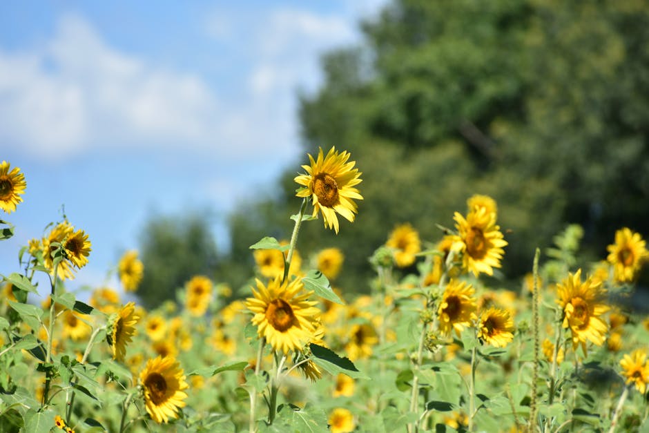 sunflower oil beauty skincare natural ingredient landscape
