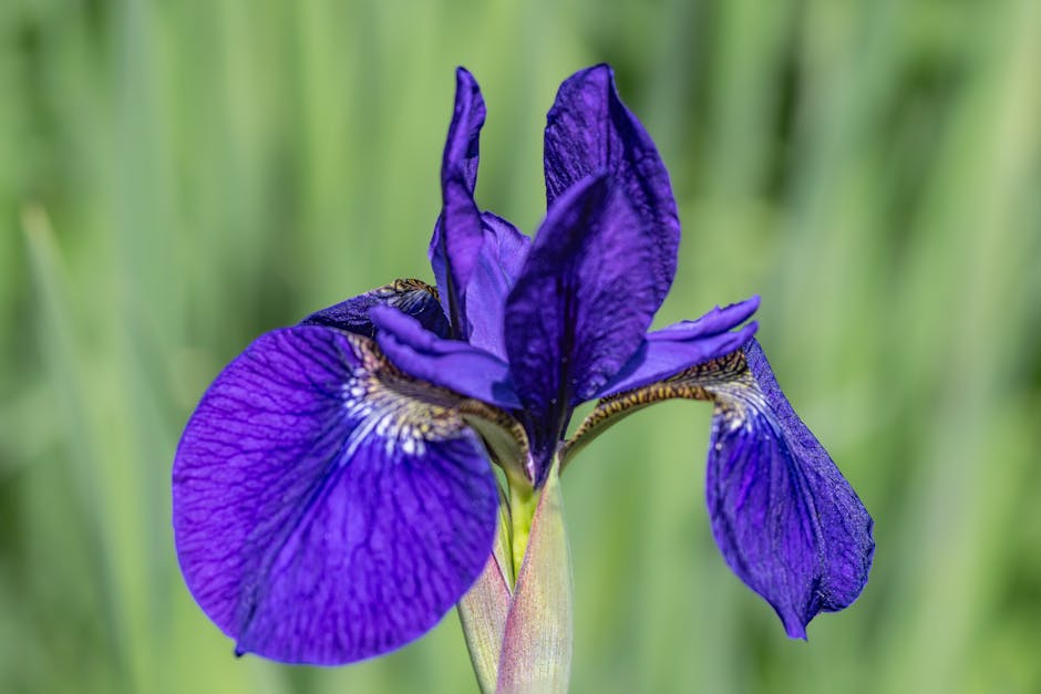 purple iris flowers field landscape spring beauty