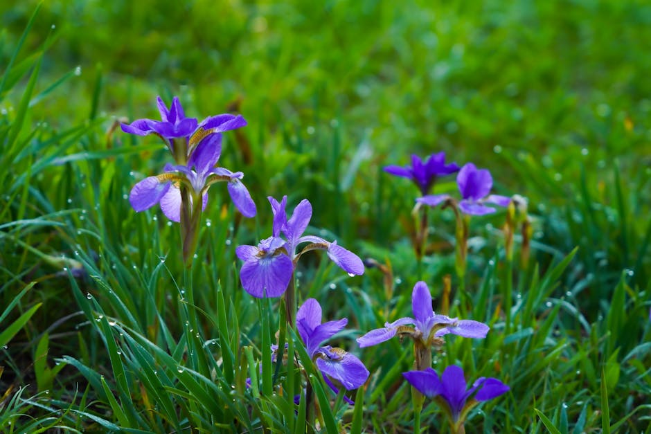 L'iris en cosmétique : bienfaits pour peau sèche, grasse et mature close up iris flower purple petals morning dew drops