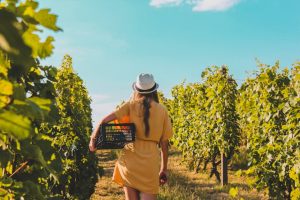 Cure détox au raisin : bienfaits pour la santé et la peau en automne autumn grape harvest basket vineyard landscape golden light