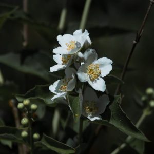 orange blossom flowers skincare natural beauty landscape