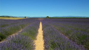 Lavande et peau : bienfaits, utilisations et précautions à connaître lavender field provence landscape purple flowers sunny day
