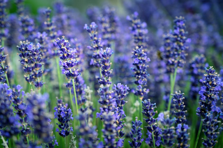 Lavande et peau : bienfaits, utilisations et précautions à connaître lavender field purple flowers close up bloom