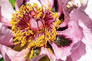Pivoine impériale : comment cet actif floral redonne de l'éclat aux peaux matures peony flower skincare beauty glow mature skin landscape