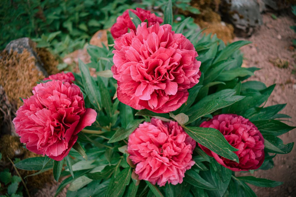 Pivoine impériale : comment cet actif floral redonne de l'éclat aux peaux matures peony flower extract beauty cosmetic ingredient botanical
