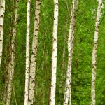 birch tree forest spring sap skincare natural beauty landscape