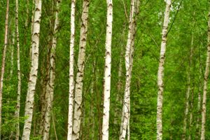 birch tree forest spring sap skincare natural beauty landscape