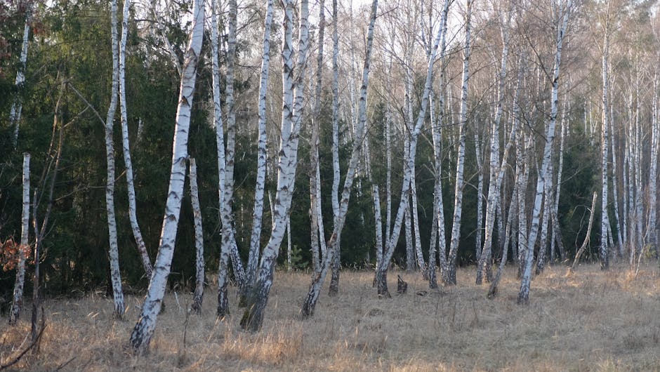 Jus de bouleau : bienfaits, cure détox et soins maison pour la peau birch tree sap harvesting spring forest