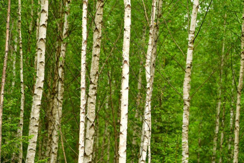 Jus de bouleau : bienfaits, cure détox et soins maison pour la peau glass of birch water with fresh birch leaves on wooden table