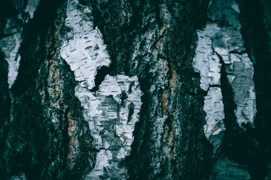 Jus de bouleau : bienfaits, cure détox et soins maison pour la peau birch bark texture close up natural beauty ingredient