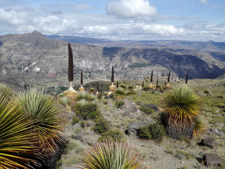 Le lucuma : bienfaits pour la peau et propriétés anti-âge de ce superfruits des Andes andes mountains peru natural landscape botanical