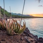 natural botanical skincare plants ingredients beauty landscape