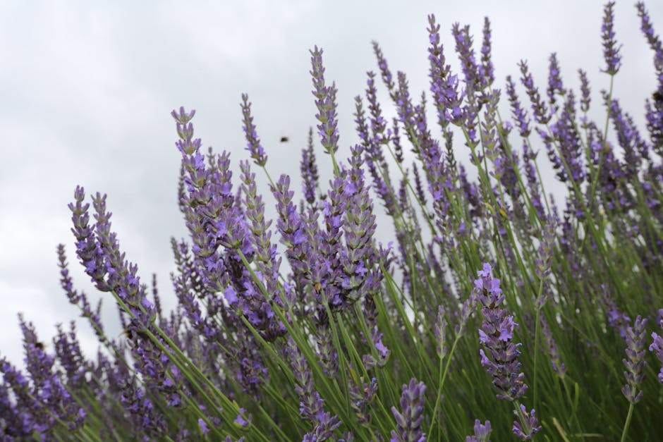 Huiles essentielles pour le corps : bienfaits, usages et précautions lavender field essential oil aromatherapy natural beauty