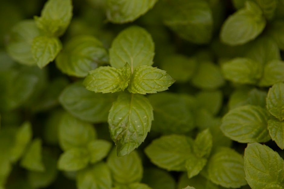 Menthol et menthe poivrée en cosmétique : bienfaits, utilisations et recettes maison fresh peppermint leaves close up with water drops on green background