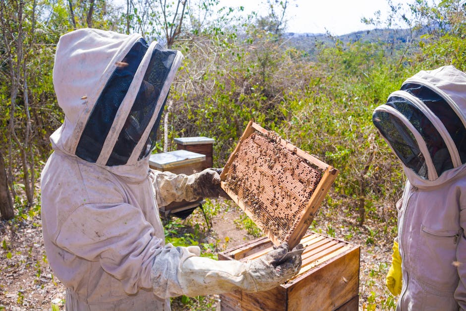 Les trésors de la ruche pour la peau : miel, gelée royale, propolis et pollen beekeeper harvesting propolis wooden hive frames natural light