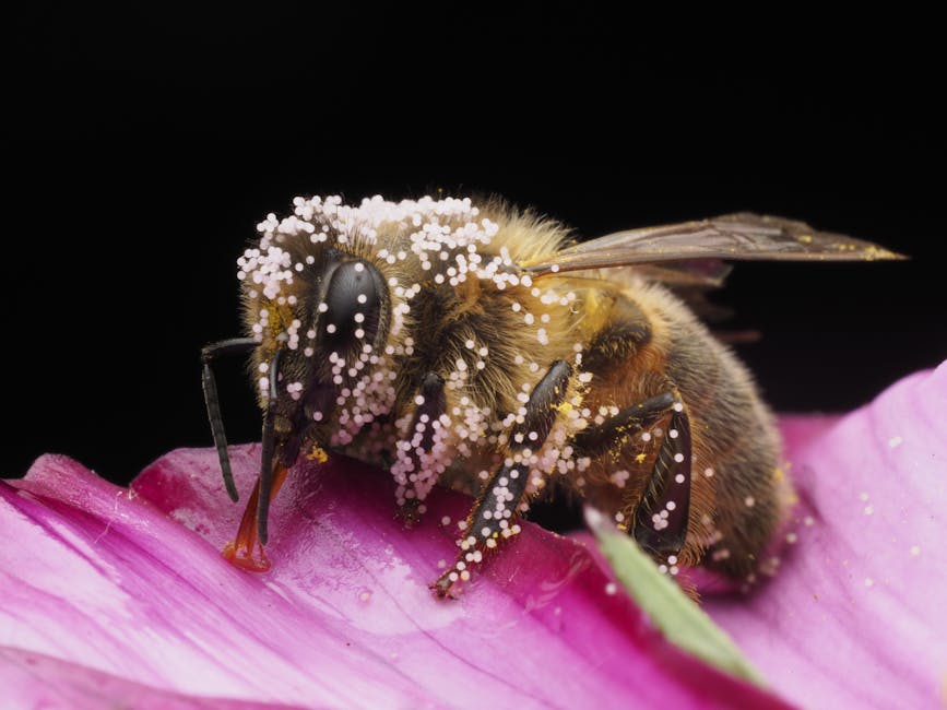 Les trésors de la ruche pour la peau : miel, gelée royale, propolis et pollen colorful pollen grains bees flower petals macro