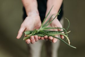 Aloe Vera : 10 façons d'utiliser ce gel miracle pour la peau, les cheveux et les ongles fresh aloe vera leaves and gel on light background landscape beauty