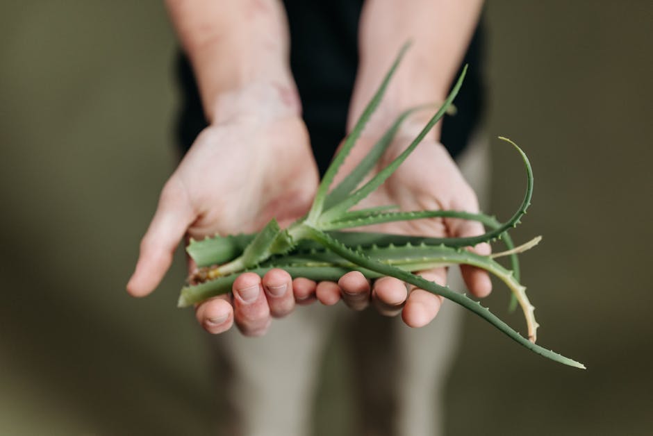 fresh aloe vera leaves and gel on light background landscape beauty