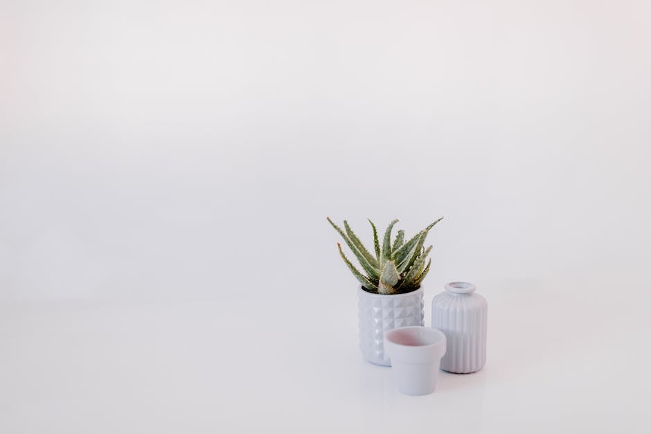 Aloe Vera : 10 façons d'utiliser ce gel miracle pour la peau, les cheveux et les ongles aloe vera plant with clear gel on white background minimalist